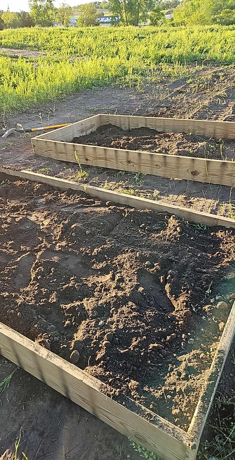 Multiple raised beds in garden area