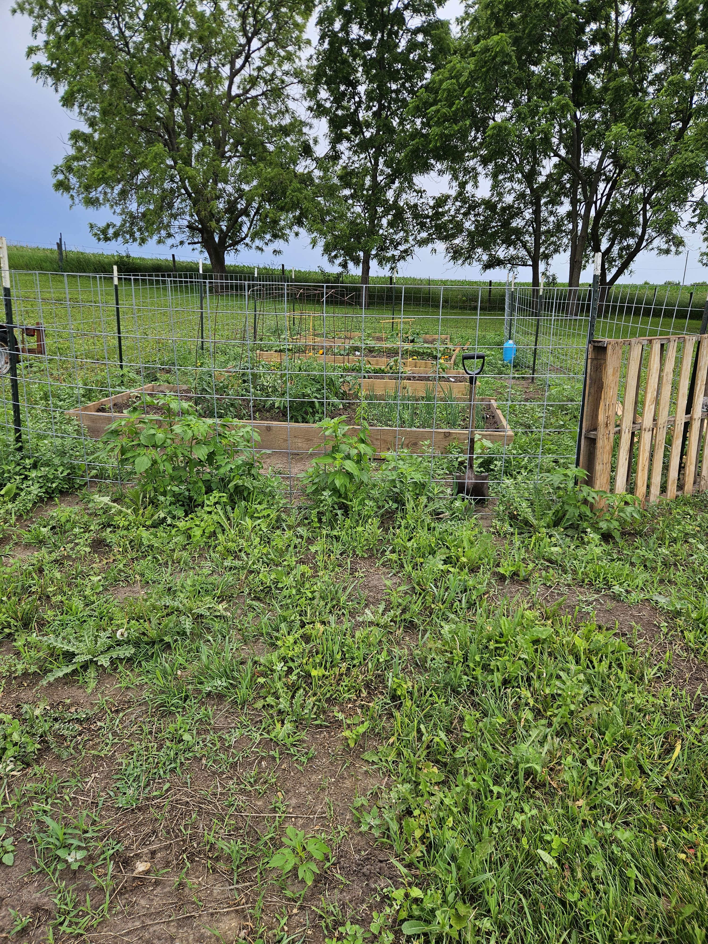 Plants growing in raised beds